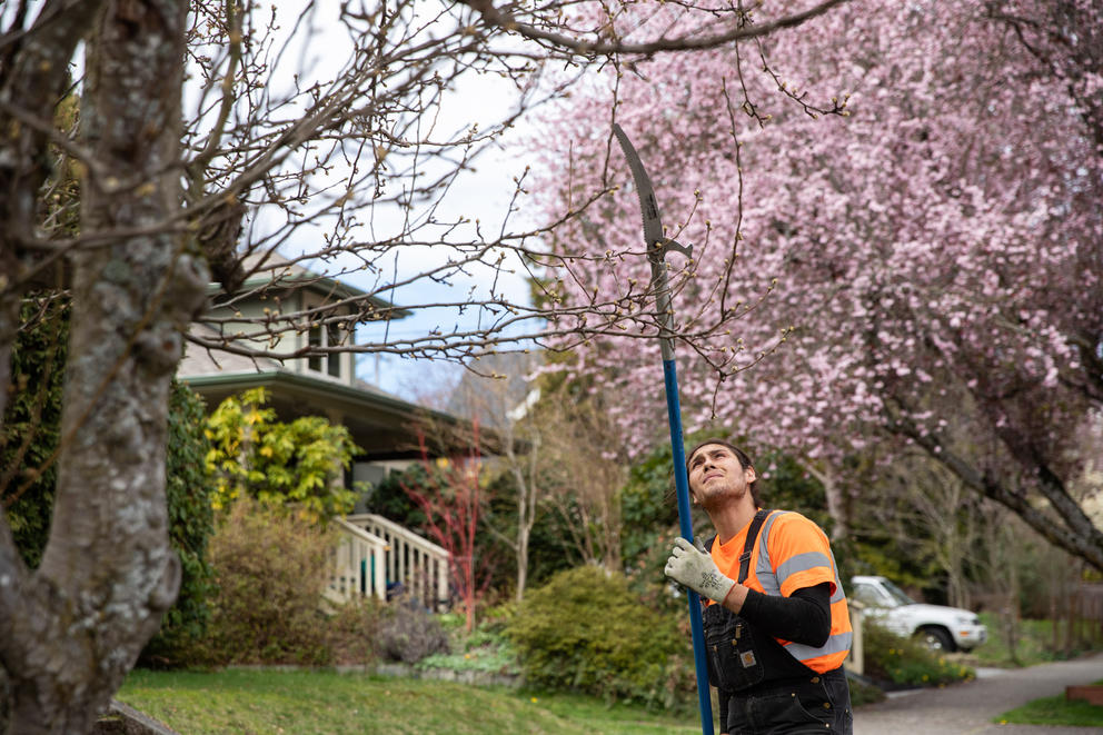 An arborist looks up as he cuts branches off of a tree