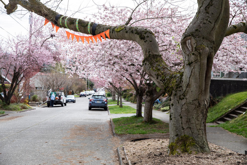 orange flags hang off a low hanging branch over the street