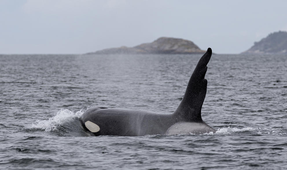 a whale with a tall dorsal fin is seen in the water