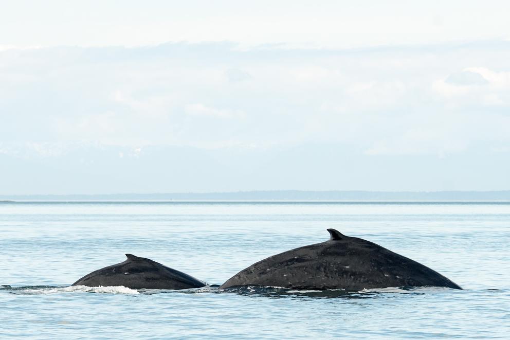 two whale's dorsal fins are visible in the water 