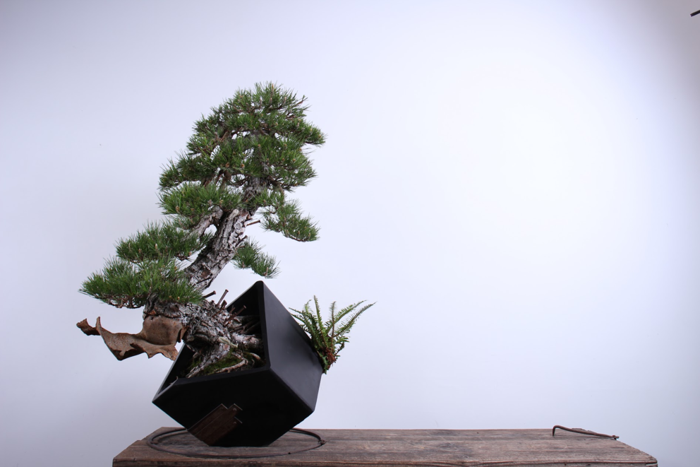 photo of a bonsai tree