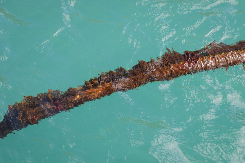 a strand of tubular kelp