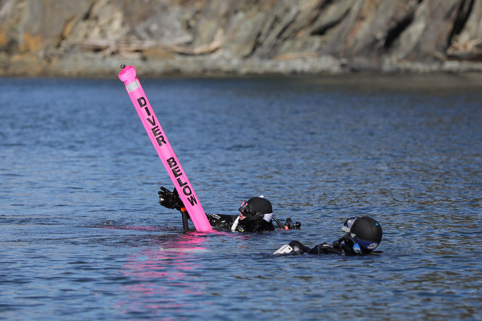 Divers float in the water with an inflatable pink buoy that reads "Divers Below"