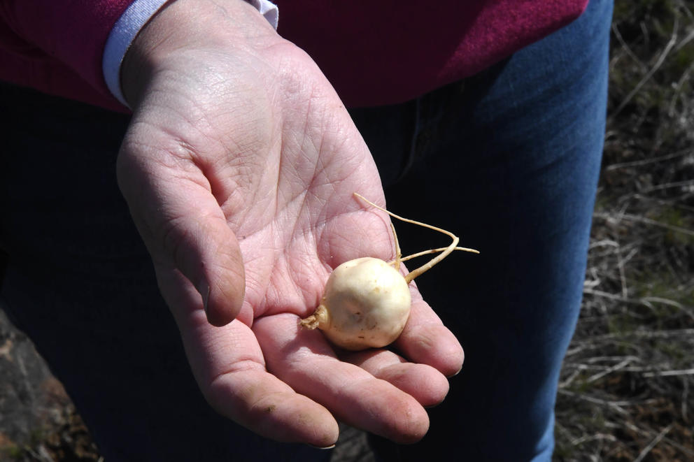 Miller holds an cxelusa bulb in her hand