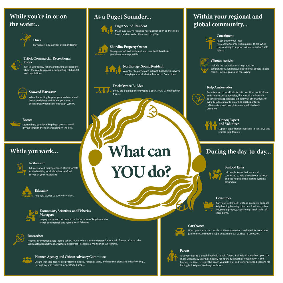 a infographic explaining how people can help protect kelp(