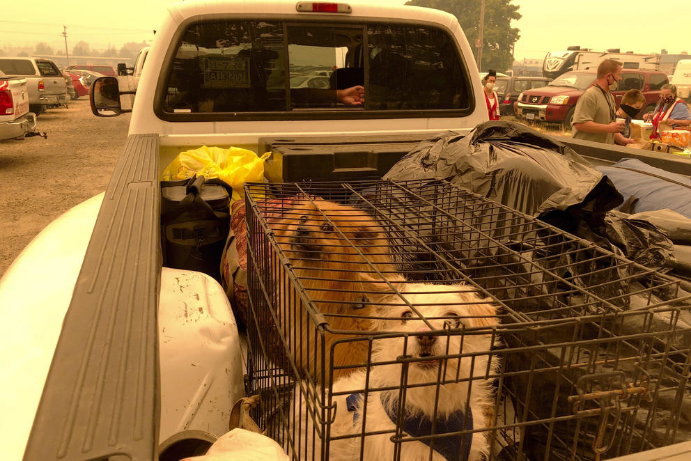 Dogs and other items in the bed of a truck