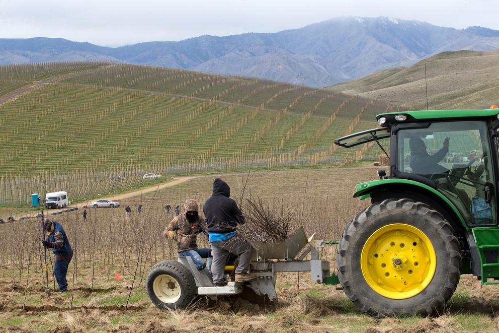Workers plant trees near a green tractor in front open rolling hills