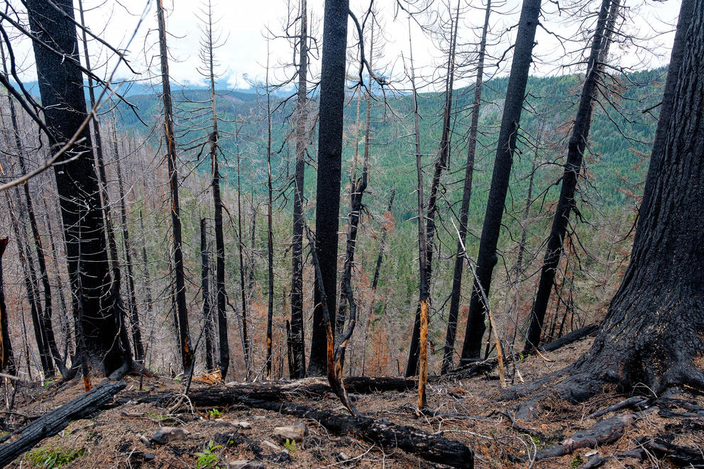 trees charred from wildfire