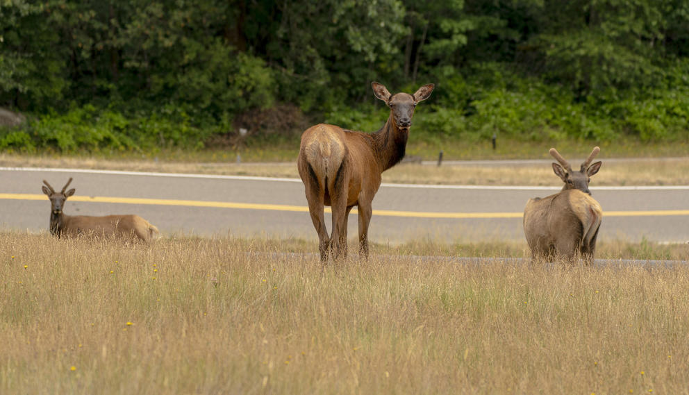 Three elk out standing in a field.
