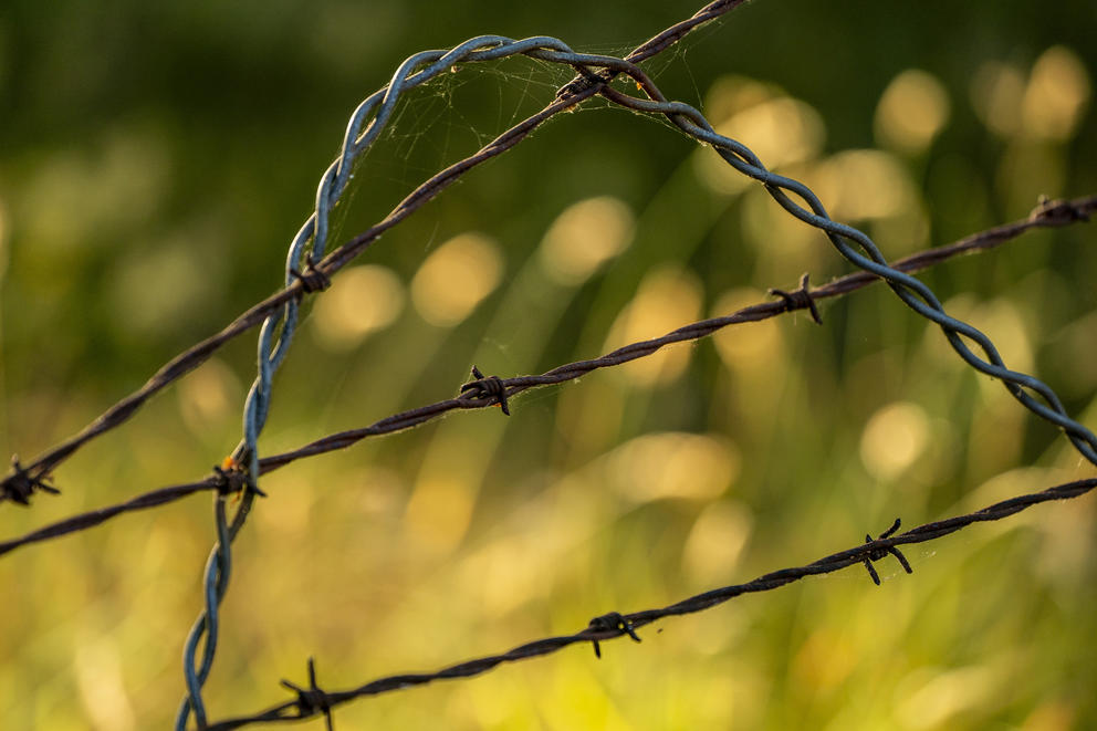A close-up of a damaged barb-wire fence.