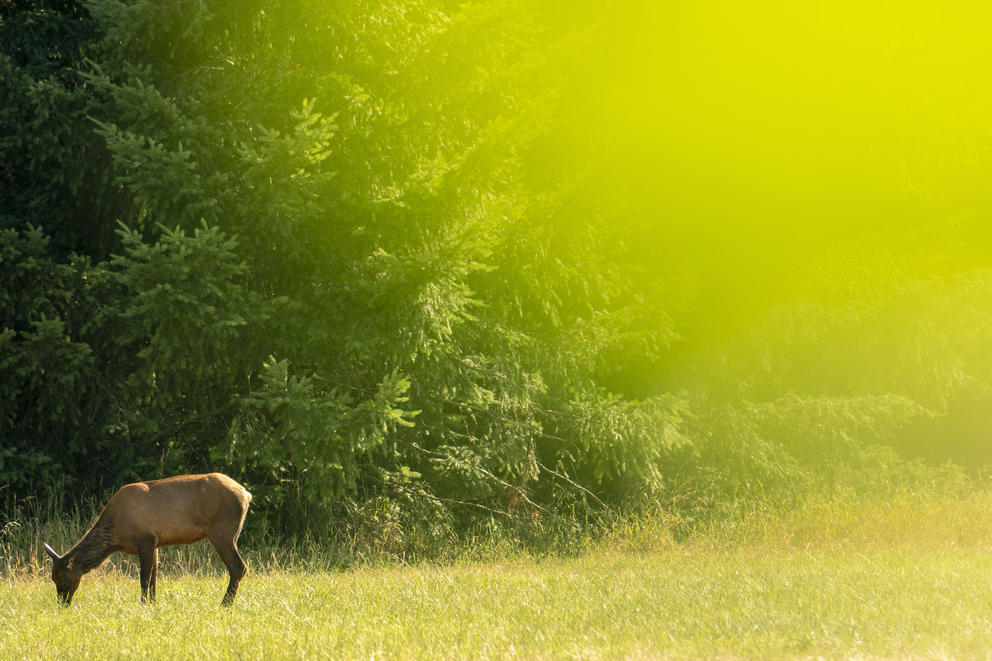 A far-off elk in a field east grass.