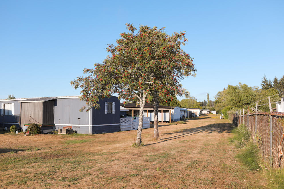 a strip of brown grass and trees behind a row of manufactured homes