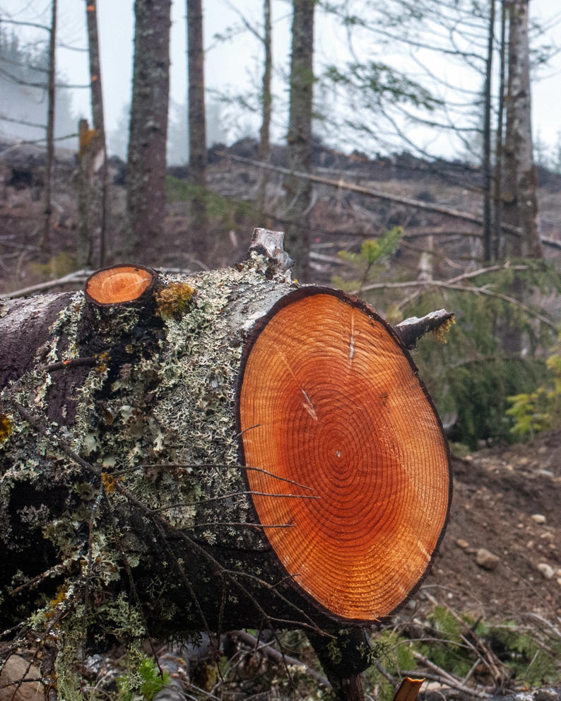 A freshly cut tree on Tiger Mountain after a timber harvest