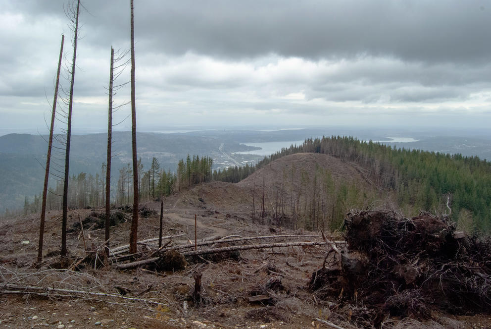 A view of Bellevue and Lake Washington below downed trees