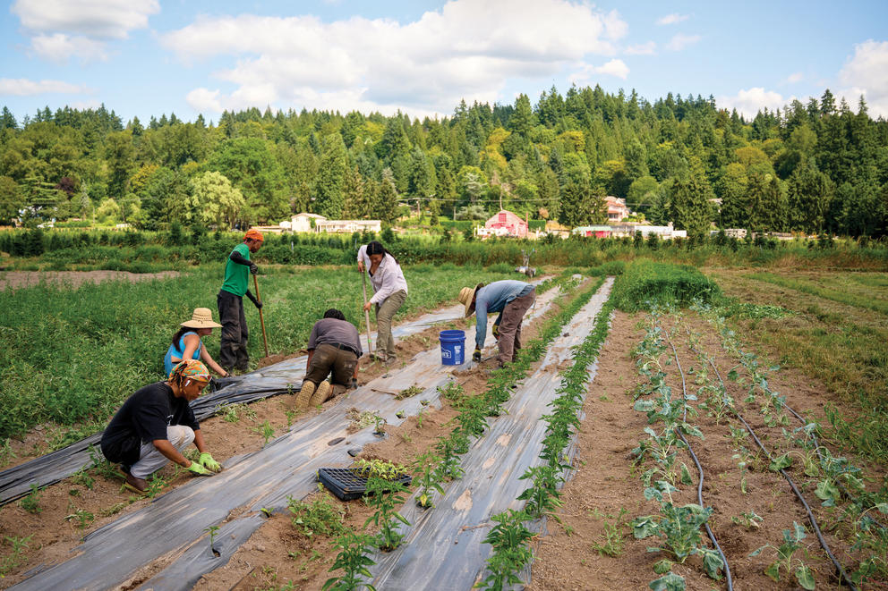 A group of people work in a crop field.