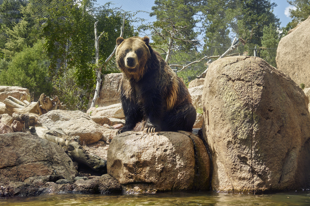 Grizzly bear at Cheyenne Mountain Zoo