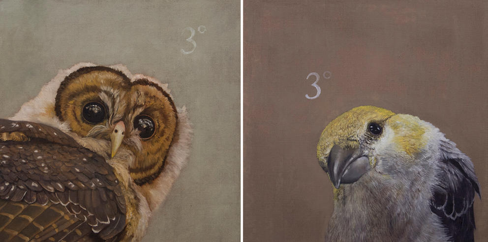 two side by side paintings of birds looking at the viewer, an owl on the left and a finch on the right