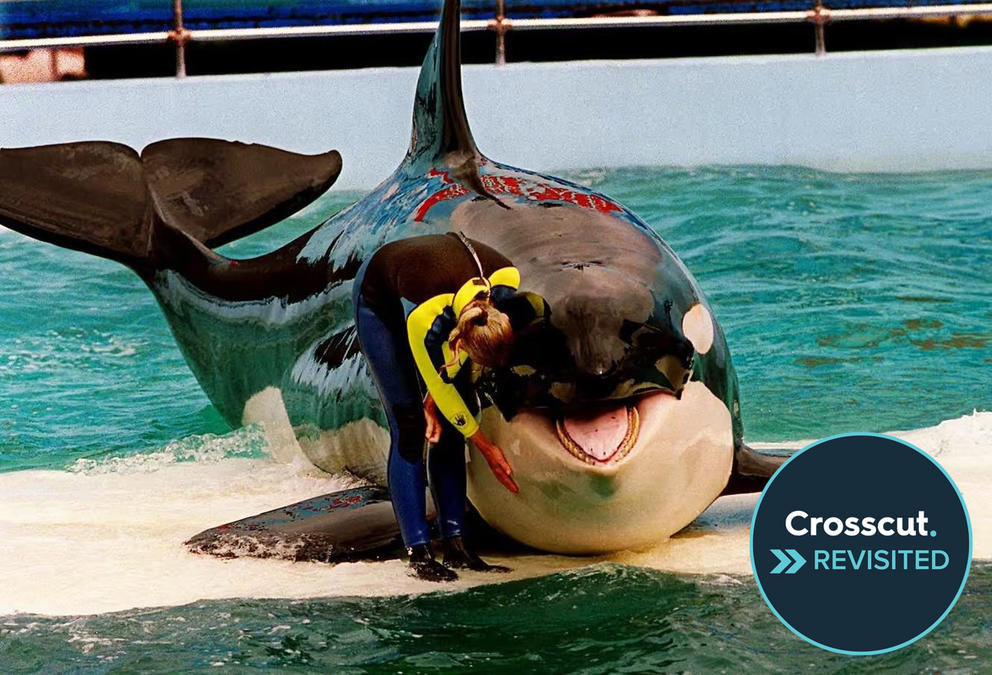 A human trainer stands next to an orca on a water-level platform in a theme park pool.
