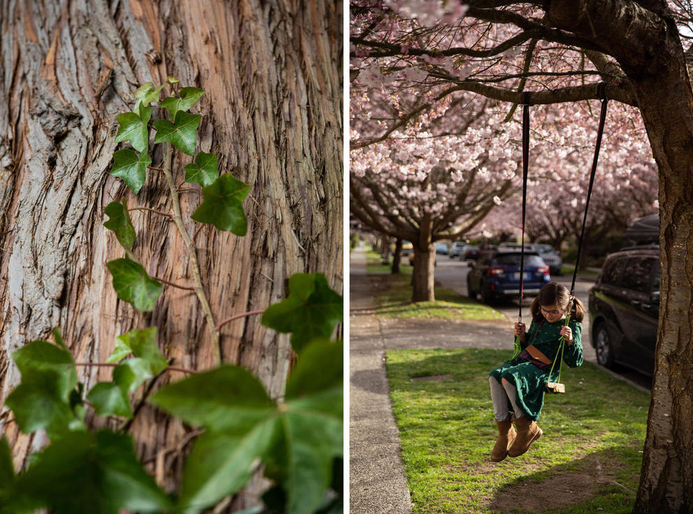 at left, vines grow up the bark of a tree, at right a girl swings from a tree