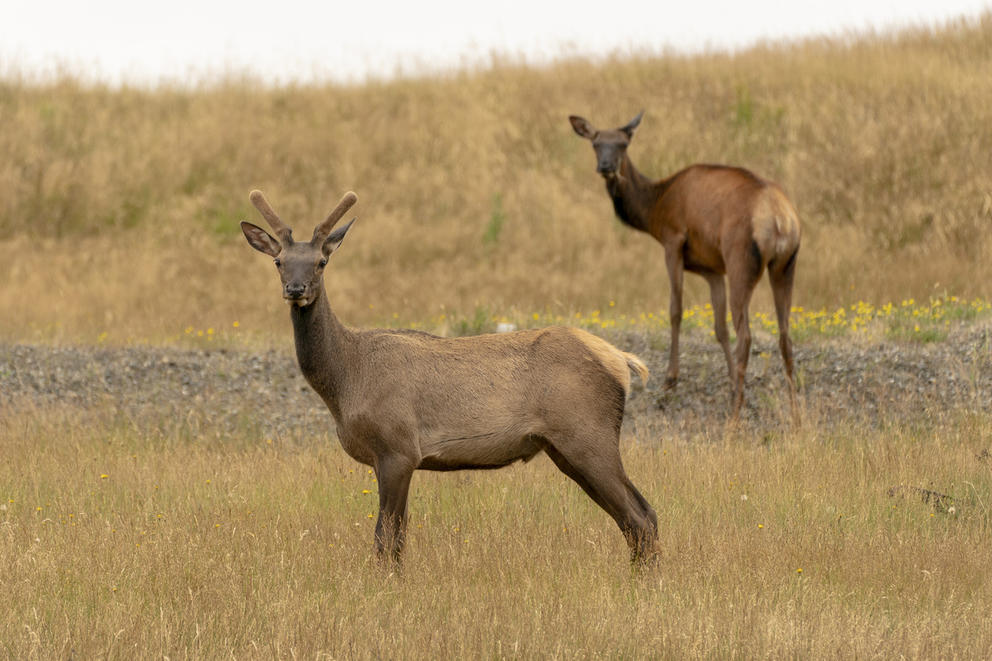 Two elk out standing in a field