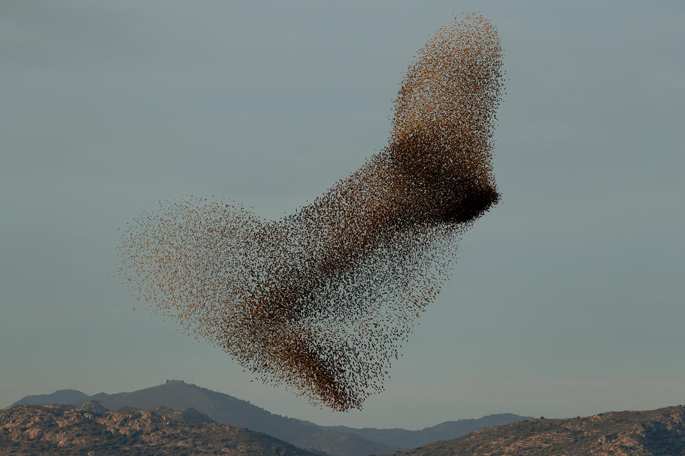 photograph of starlings swarming in an amoebic formation above mountains