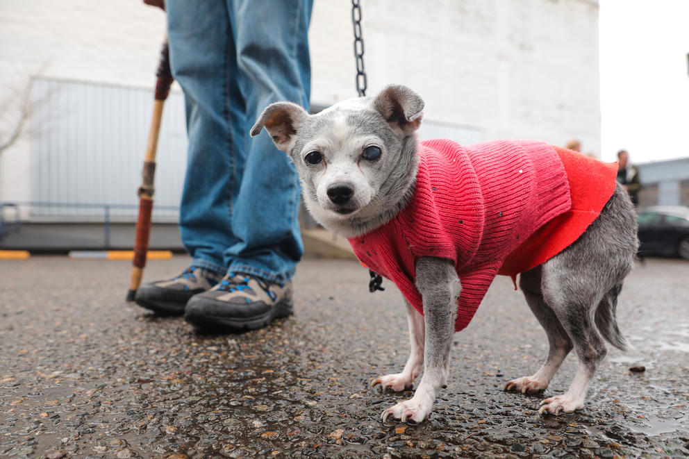a gray chihuaua in a red sweater stands in a parking lot