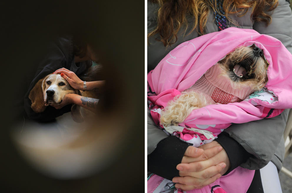 a split image with a floppy-eared basset hound on the left and a fluffy little dog wrapped in a blanket on the right