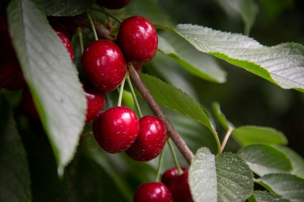 A close up of cherries on a branch