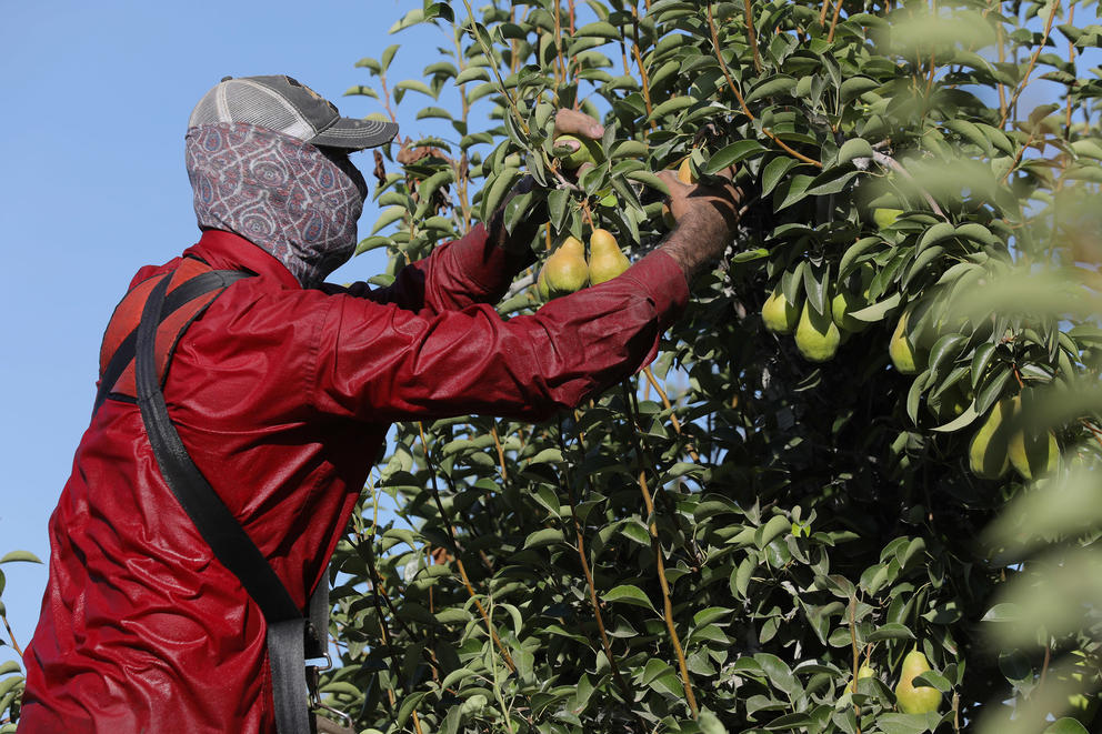 Worker picks pears on a hot day