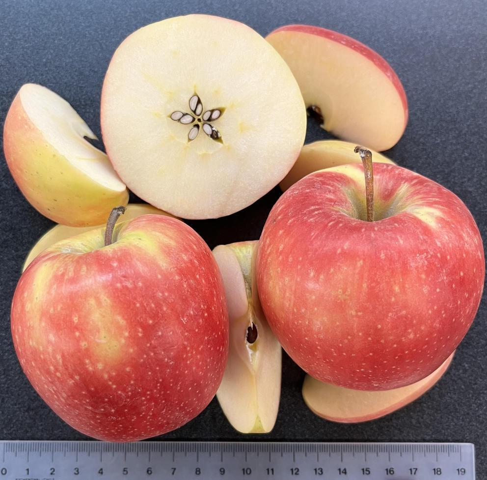 sliced apples sit next to a ruler