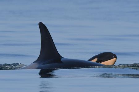Still from Sept. 16, 2020 - Here&#039;s what pregnant orcas are up against