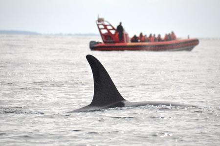 Still from Dec. 22, 2020 - Opinion: Whale watching isn’t killing orcas