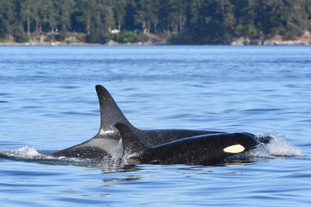 orcas swimming
