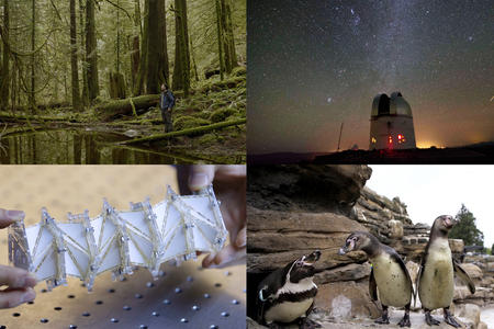 Four pictures: A man standing in a mossy forest, a space observatory, penguins, and hands holding an origami model