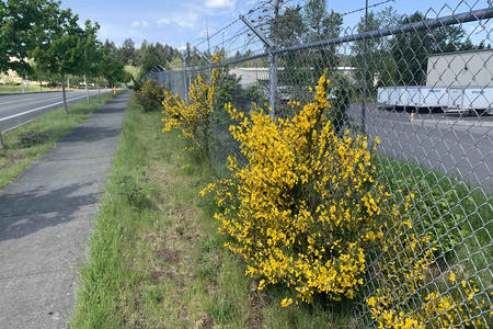 Scotch Broom plant photographed along a road in Tumwater