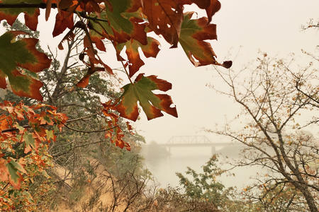 a bridge in smoke seen through leaves