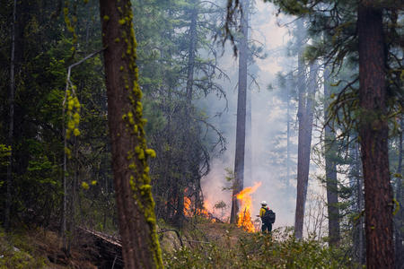 A controlled fire in a forest