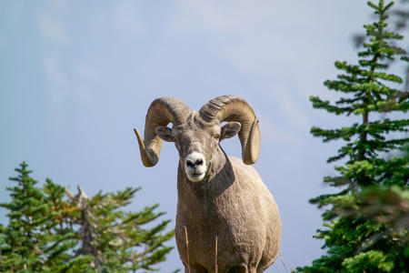 Majestic bighorn sheep in the wild