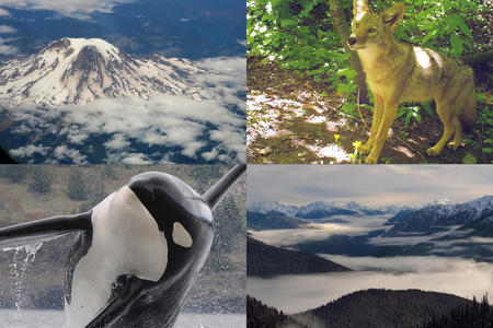 Four photos: Aerial view of Mt. Rainier, a coyote, cloudy Olympic Mountains, and an orca