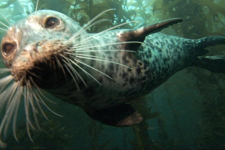 harbor seal in the ocean near kelp