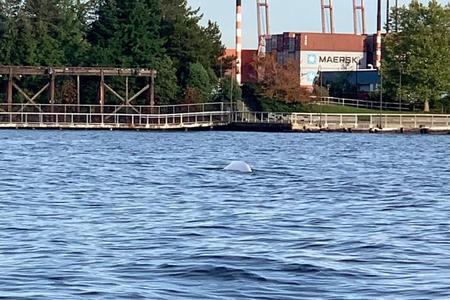 beluga whale in Puget Sound 