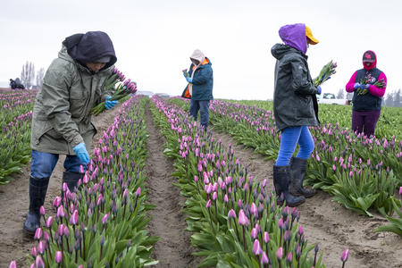 Farm workers pick tulips at Tulip Town in Skagit Valley, Washington
