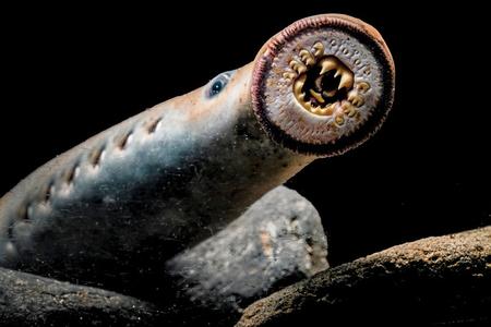 A lamprey shows its circular rows of teeth