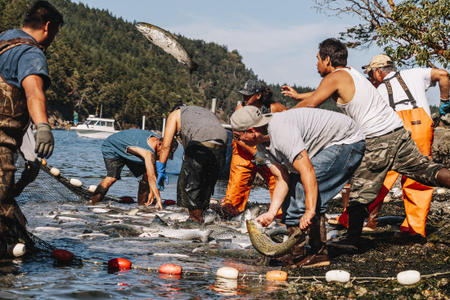 Lummi Nation fishermen work to reduce the amount of farmed non-native Atlantic salmon that escaped a Cooke Aquaculture pen near Cypress Island, Aug. 21, 2017 Credit: Brandon Sawaya/Soulcraft Allstars