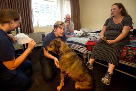 homeless dogs and cats living at Maryís Place new Guest Rooms