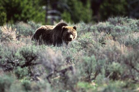 grizzly bear in Yellowstone national park