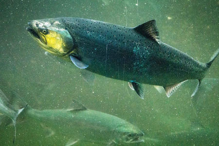 Puget Sound chinook salmon