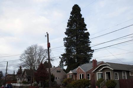 West Seattle tree silent giant