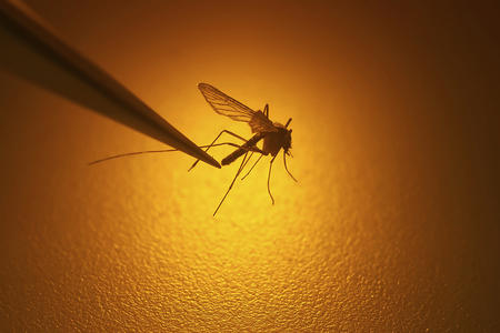 tweezers holding a mosquito against an orange background 