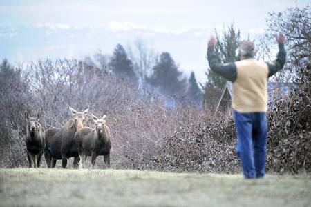 Moose outside Walla Walla, Washington 